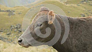 Close-up of the face of a light brown cow on an autumn pasture in the mountains.