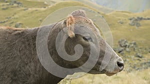 Close-up of the face of a light brown cow on an autumn pasture in the mountains.