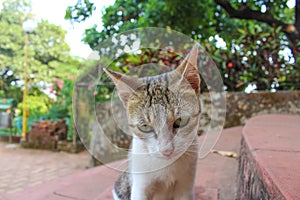 Close up of face of little and cute cat