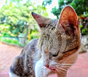 Close up of face of little and cute cat