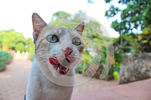 Close up of face of little and cute cat