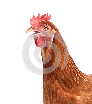 Close up face of livestock chicken isolated white background