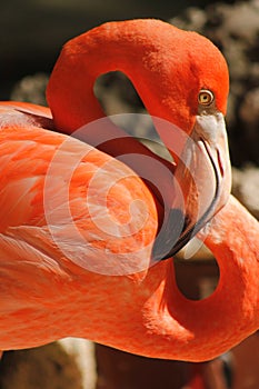 Close up face a long-beaked pink flamingo photo