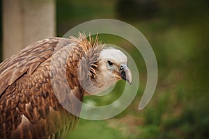 Close-up face looks vulture. Bird of prey scavenger closeup