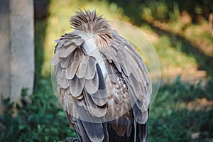 Close-up face looks vulture. Bird of prey scavenger closeup