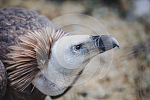 Close-up face looks vulture. Bird of prey scavenger closeup