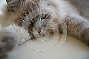 Close up of the face of  lynx point ragdoll cat with blue green eyes