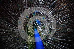 close up face of male indian peacock with beautiful breeding plumage tail