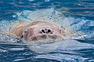 Close up face of male walrus swiming in deep sea water photo