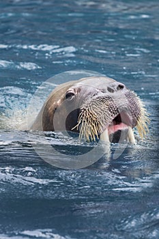 Close up face of male walrus swimming in deep sea water