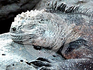 Close up of face of Marine Iguana on rock, Floreana Galapagos Islands