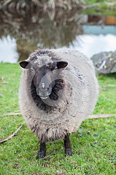 Close up face of new zealand merino sheep in rural livestock fa