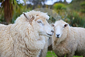 Close up face of new zealand merino sheep in rural livestock far