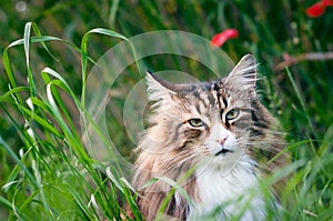 Close-up of a face of a norwegian forest cat in the lall grass.
