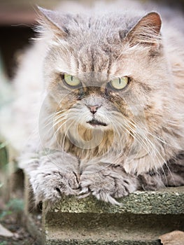 Close up face and nose from beauty old female gray persian cat w