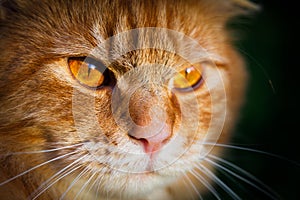 Close-up of a face of an orange tabby cat