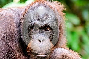 Close up of the face of an Orangutan