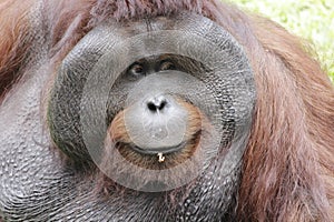 Close up face of orangutan (Pongo), the native great ape of Indonesia and Malaysia