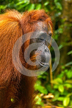 Close up of the face of orangutan in the rainforest of borneo