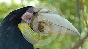 Close-up of face oriental pied hornbill