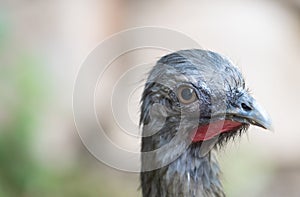 Close up of the face an Ortalis bird of the family Cracidae