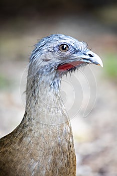 Close up of the face an Ortalis bird of the family Cracidae