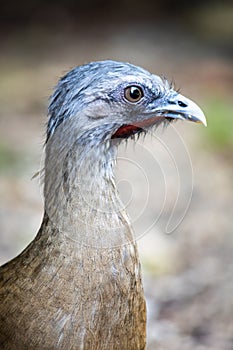 Close up of the face an Ortalis bird of the family Cracidae