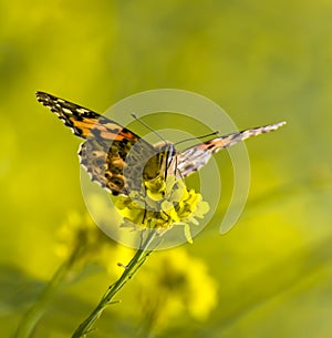 Close up Face Painted Lady Orange Butterfly on Yellow Flower