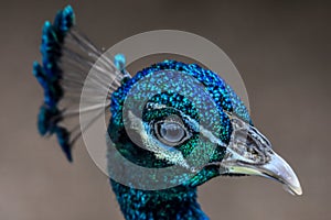 Close up face of peacock