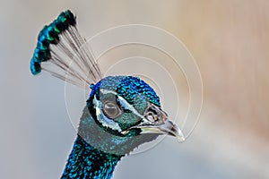 Close up face of peacock