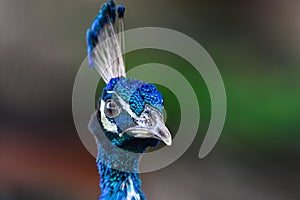 Close up face of peacock