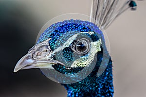 Close up face of peacock