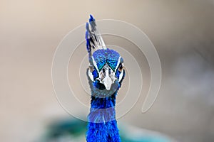 Close up face of peacock