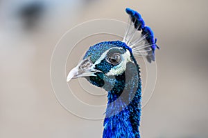 Close up face of peacock