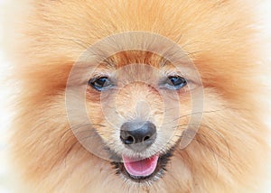 Close up face of pomeranian dog