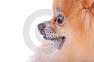 Close up face pomeranian dog