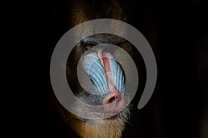 Close up face portrait of a big male of mandrill Mandrillus sphinx