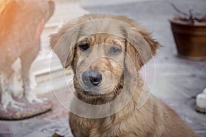 Close-up face of portrait Dog puppy breed Golden Retriever brown playing on ground small dog cute