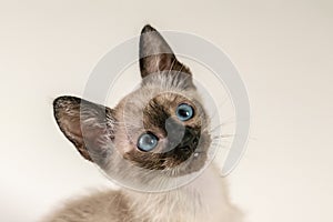 Close up face of purebred Thai Siamese cat with blue eyes sitting on white background. Cute eight weeks young Siamese kitten.