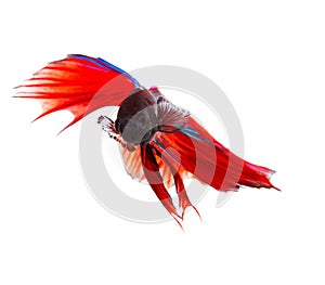 close up face of red thai betta fighting fish with full beautiful fin and tail isolated white background