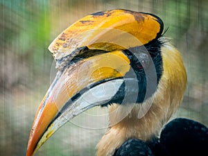 Close up for face Rhinoceros hornbill