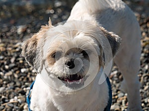 Close up of face of a Shihtzu dog