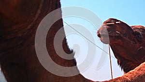 Close up face shot of a shot of a camel at pushkar camel fair, india