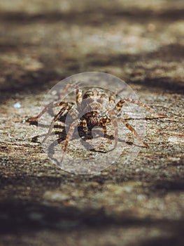 A close-up of a Wolf Spider