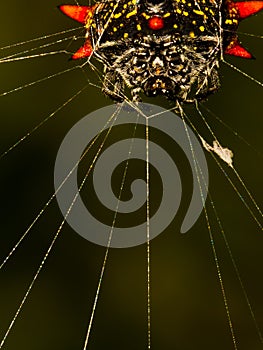 Close Up of the Face of a Spinybacked Spider