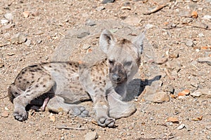 Close-up of the face of a spotted hyaena cub