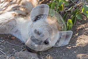 Close-up of the face of a spotted hyaena cub