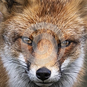 Close up of the face of a staring European red fox Vulpes vulpe