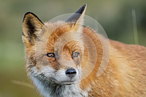 Close up of the face of a staring European red fox Vulpes vulpe
