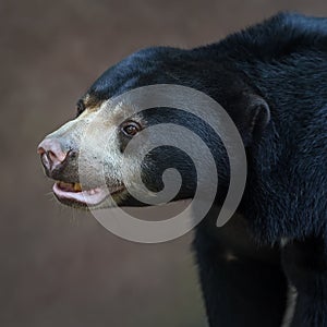 Malayan sun bear.